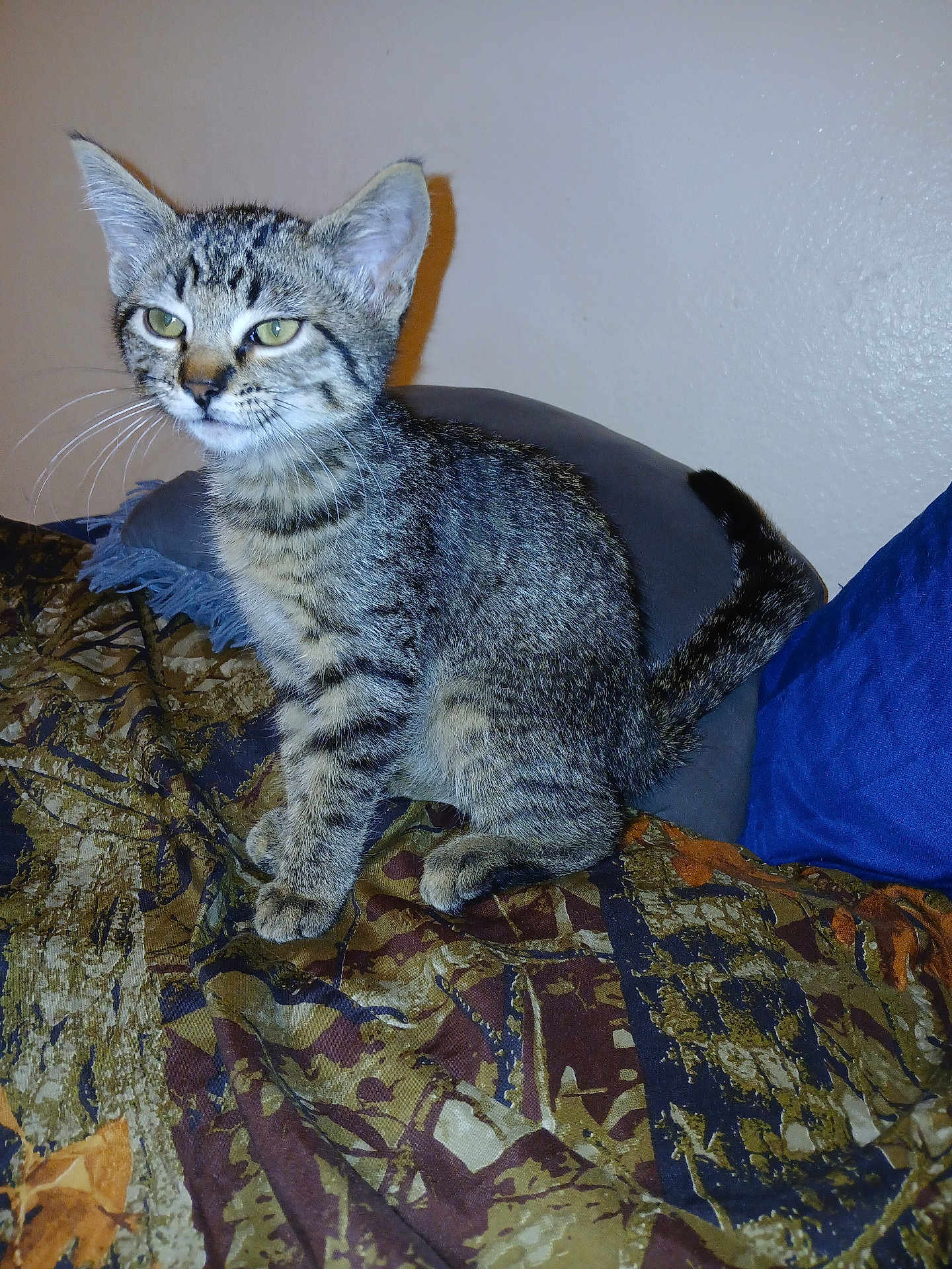 M.j. joined the competition — help win amazing prizes! cat, kitten, tabby, feline, pet, indoor, bed, blanket, pillow, blue_pillow, wall, whiskers, ears, tail, paw, stripes, portrait, domestic_animal, sitting, fabric