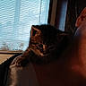 M.j. joined the competition — help win amazing prizes! animal, blinds, cat, closeup, companion, cozy, curious, cute, domestic, feline, indoor, kitten, light, person, pet, shadow, shoulder, tattoo, window, young