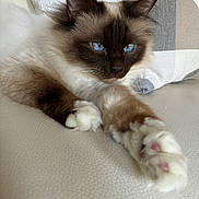 Moustachou a rejoint le concours — aidez-le/la à gagner de superbes lots ! cat, blue_eyes, fluffy, paw, stretching, white_leather, relaxed, indoor, feline, pet, cozy, pillow, closeup, mammal, whiskers, cute, fur, domestic_animal, resting, portrait