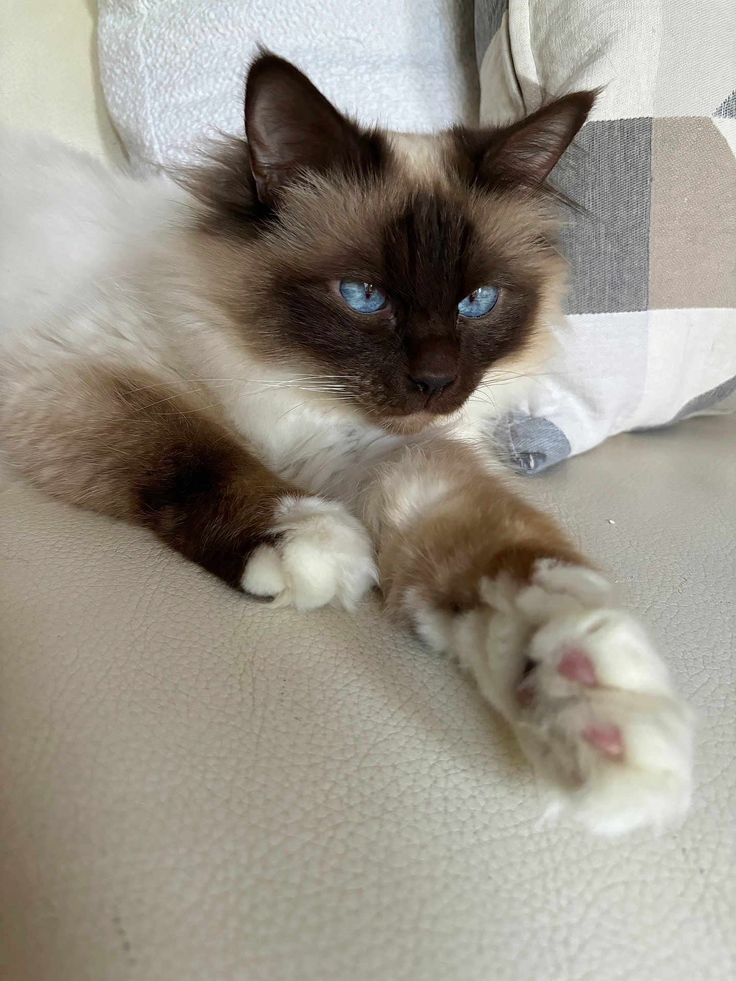 Moustachou a rejoint le concours — aidez-le/la à gagner de superbes lots ! cat, blue_eyes, fluffy, paw, stretching, white_leather, relaxed, indoor, feline, pet, cozy, pillow, closeup, mammal, whiskers, cute, fur, domestic_animal, resting, portrait