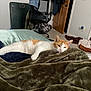 bed, blanket, carpet, casual, cat, chair, clothing, cozy, door, feline, furniture, household, indoor, orange_cat, pet, relaxed, resting, room, sleepy, white_cat
