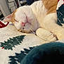 Charli joined the competition — help win amazing prizes! blanket, cat, christmas_tree_pattern, close_up, cozy, cute, domestic_cat, feline, fur, holiday, indoor, nap, orange_and_white, paw, pet, relaxation, resting, sleeping, soft, whiskers