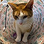 Charli joined the competition — help win amazing prizes! animal, carpet, cat, closeup, curious, cute, domestic_cat, ears, feline, indoor, orange_cat, patterned, paws, pet, playful, purple_ball, toy, tunnel_toy, whiskers, white_cat
