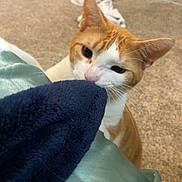 Charli joined the competition — help win amazing prizes! animal, bedroom, blanket, blue_blanket, carpet, cat, curious, domestic, door, ears, feline, furniture, indoor, laundry, nibbling, orange_cat, pet, sniffing, whiskers, white_cat