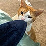 animal, bedroom, blanket, blue_blanket, carpet, cat, curious, domestic, door, ears, feline, furniture, indoor, laundry, nibbling, orange_cat, pet, sniffing, whiskers, white_cat