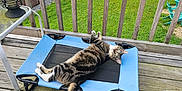 Garbanzo joined the competition — help win amazing prizes! cat, tabby_cat, pet_bed, deck, wooden_deck, outdoor, green_lawn, shed, above_ground_pool, pool, fence, relaxed, animal, pet, daylight, summer, nature, looking_up, resting, curious