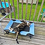 cat, tabby_cat, pet_bed, deck, wooden_deck, outdoor, green_lawn, shed, above_ground_pool, pool, fence, relaxed, animal, pet, daylight, summer, nature, looking_up, resting, curious