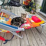 cat, tabby, beach_chair, outdoor, deck, wooden_floor, potted_plant, furniture, relaxed, animal, pet, striped, green_eyes, summer, leisure, home, garden, plant_pot, vacation, resting