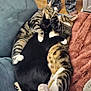 cat, cats, feline, cuddle, hug, cozy, couch, blanket, tabby, black_cat, pajamas, paws, fur, sleeping, resting, indoor, pets, animal, comfort, home