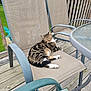 cat, tabby, outdoor, chair, deck, wooden_deck, patio, glass_table, relaxed, animal, pet, feline, striped_cat, green_grass, furniture, looking, resting, summer, daytime, nature