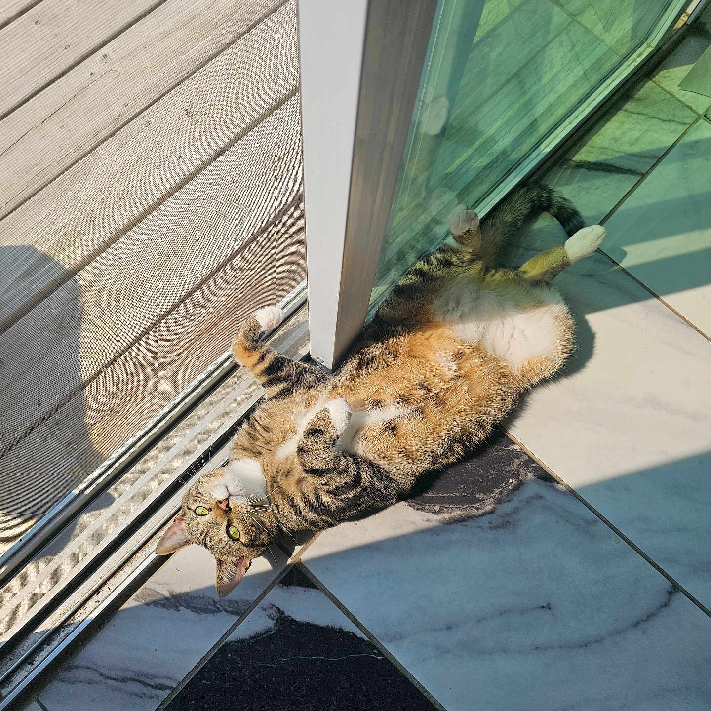 Garbanzo is registered to the contest to win money with this photo: animal, cat, curious, domestic_animal, floor, fur, glass_door, home, indoor, paws, pet, reflection, relaxed, shadow, striped, sunlight, tabby_cat, tile, whiskers, window