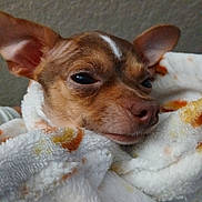 Emma is registered to the contest to win money with this photo: dog, small_dog, blanket, cozy, ears, sleepy, pet, fur, snug, cute, animal, face, closeup, indoor, resting, brown, white, soft_texture, comfort, portrait