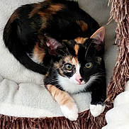 Memphis participe au concours pour gagner de l'argent avec cette photo : cats, calico_cats, kitten, adult_cat, feline, pet, animal, snuggling, cuddling, blanket, couch, indoor, portrait, closeup, whiskers, green_eyes, blue_eyes, black_fur, orange_fur, white_fur