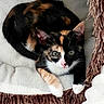 cats, calico_cats, kitten, adult_cat, feline, pet, animal, snuggling, cuddling, blanket, couch, indoor, portrait, closeup, whiskers, green_eyes, blue_eyes, black_fur, orange_fur, white_fur