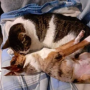 Mamour participe au concours pour gagner de l'argent avec cette photo : cat, dog, blanket, sleeping, snuggling, pet, animal, cozy, indoors, fur, resting, cute, companion, friendship, comfort, relaxation, mammal, domestic, closeup, bond