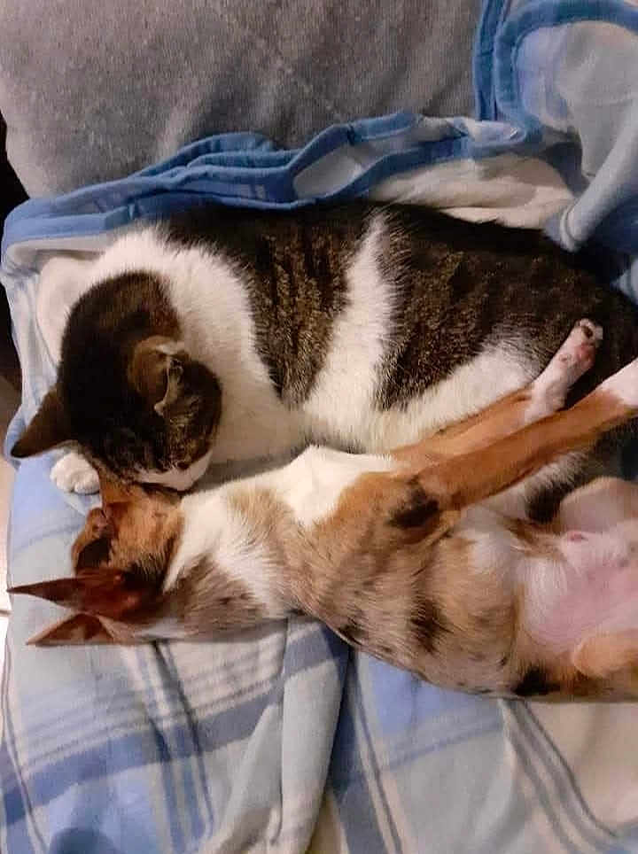 Mamour participe au concours pour gagner de l'argent avec cette photo : cat, dog, blanket, sleeping, snuggling, pet, animal, cozy, indoors, fur, resting, cute, companion, friendship, comfort, relaxation, mammal, domestic, closeup, bond