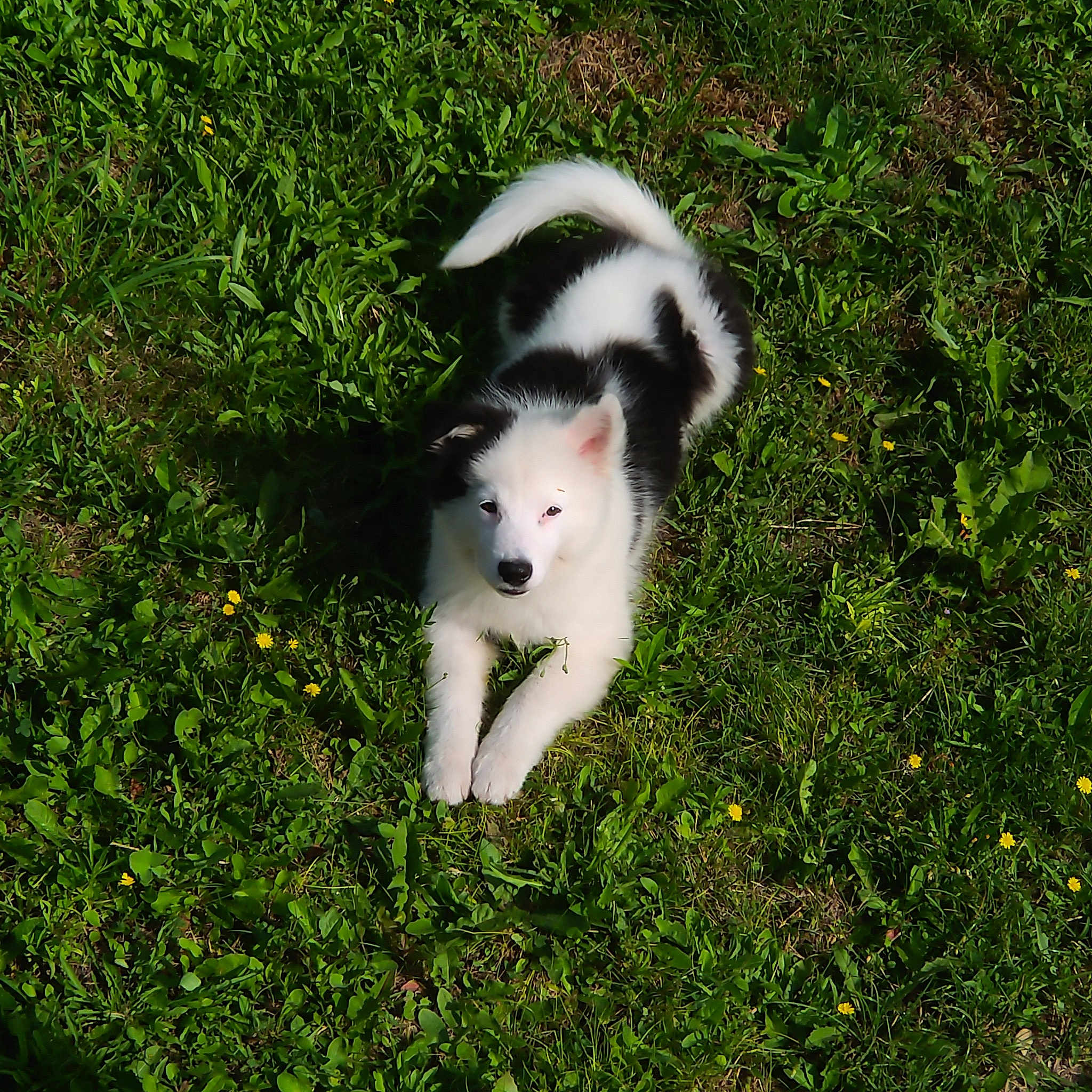 Sweety