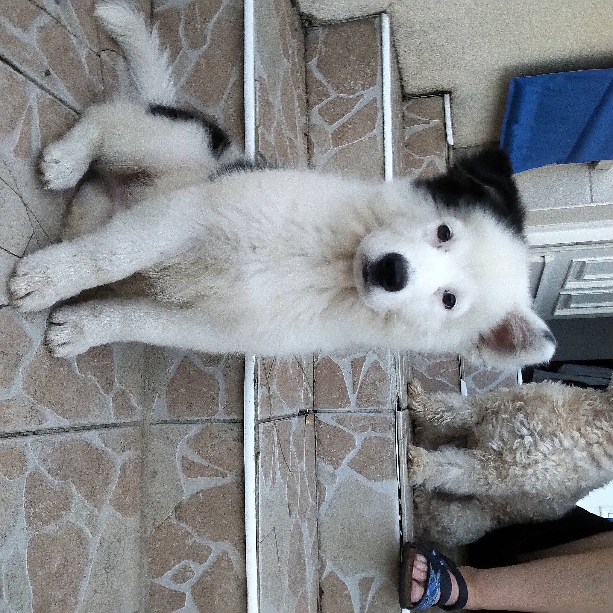 Sweety a rejoint le concours — aidez-le/la à gagner de superbes lots ! carnivore, collar, companion_dog, dog, dog_breed, fawn, flooring, fur, german_spitz, german_spitz_mittel, paw, samoyed, snout, spitz, sporting_group, tail, volpino_italiano, watch, whiskers, window