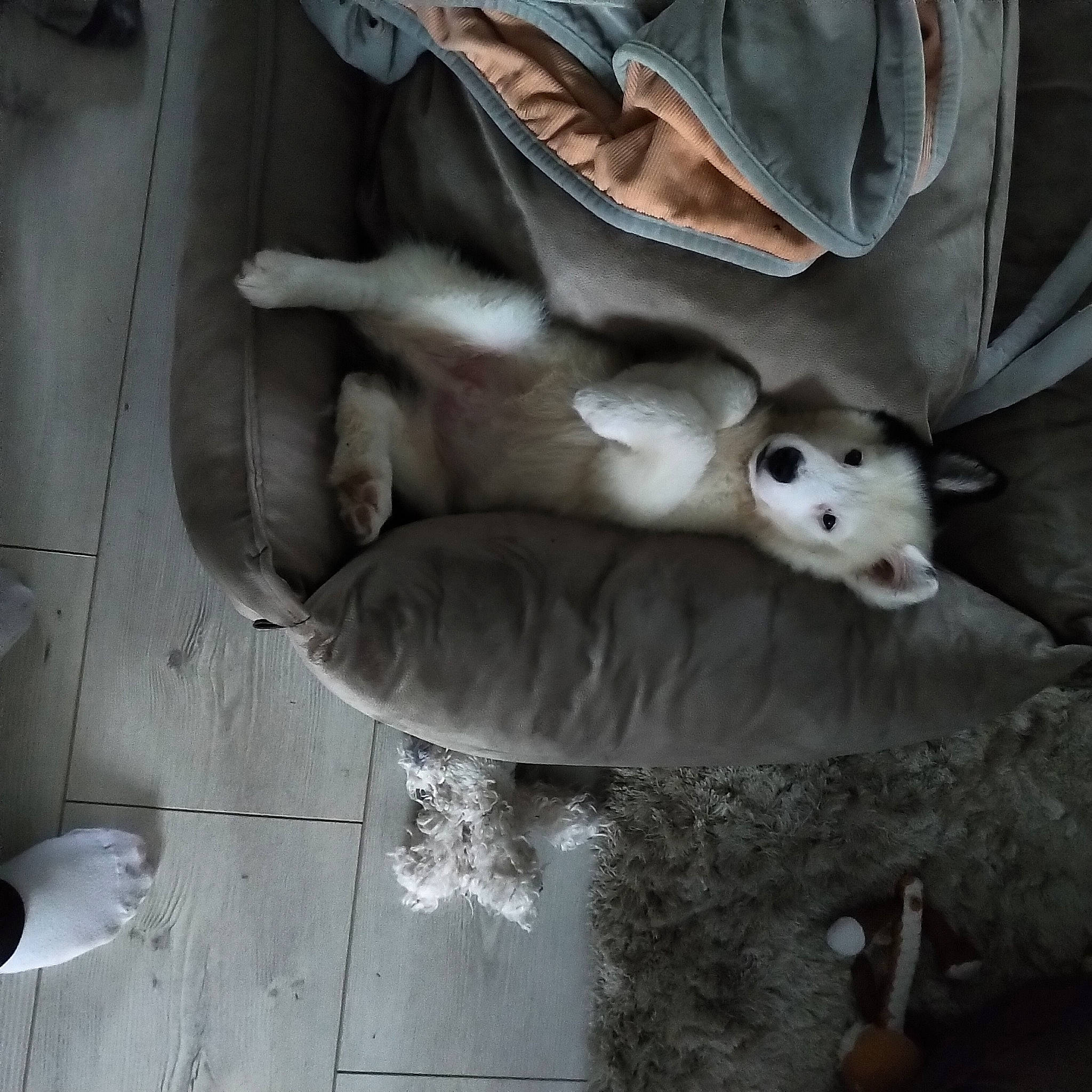 Sweety a rejoint le concours — aidez-le/la à gagner de superbes lots ! art, canidae, carnivore, comfort, companion_dog, dog, dog_breed, fawn, felidae, fur, grey, human_leg, linens, livestock, snout, sporting_group, tail, whiskers, wood, working_animal