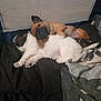 Bruno is registered to the contest to win money with this photo: puppy, dog, sleeping, cuddle, blanket, bed, cozy, fur, nap, rest, cute, animal, pet, companion, snuggle, indoor, comfort, relaxation, friendship, soft