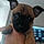 Bruno