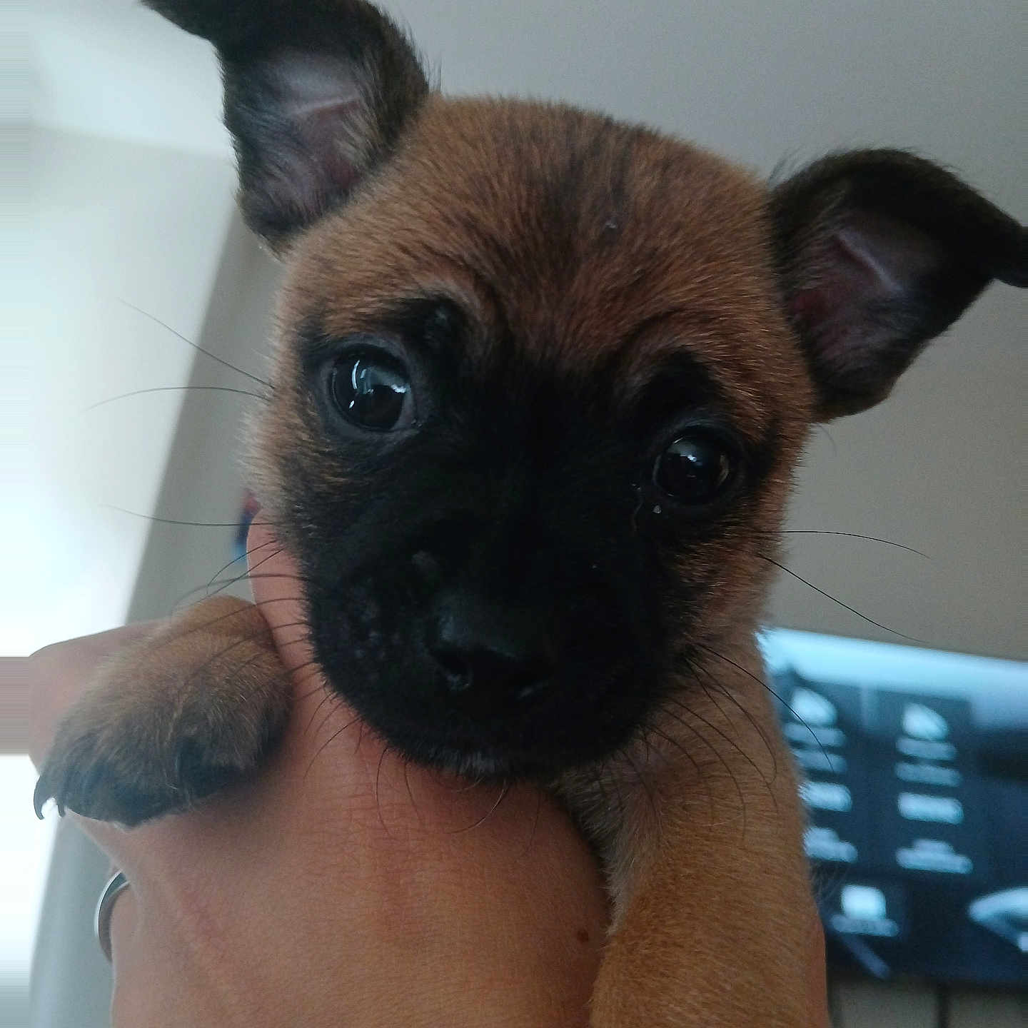 Bruno