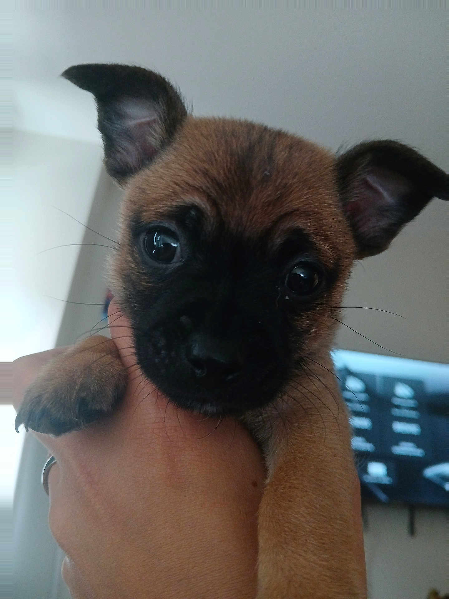 Bruno