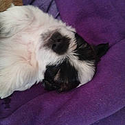 Zara is registered to the contest to win money with this photo: dog, sleeping, purple_blanket, black_and_white_fur, cozy, resting, pet, animal, closeup, indoor, cute, relaxed, snout, fur, canine, domestic_animal, quiet, soft_texture, comfort, nap