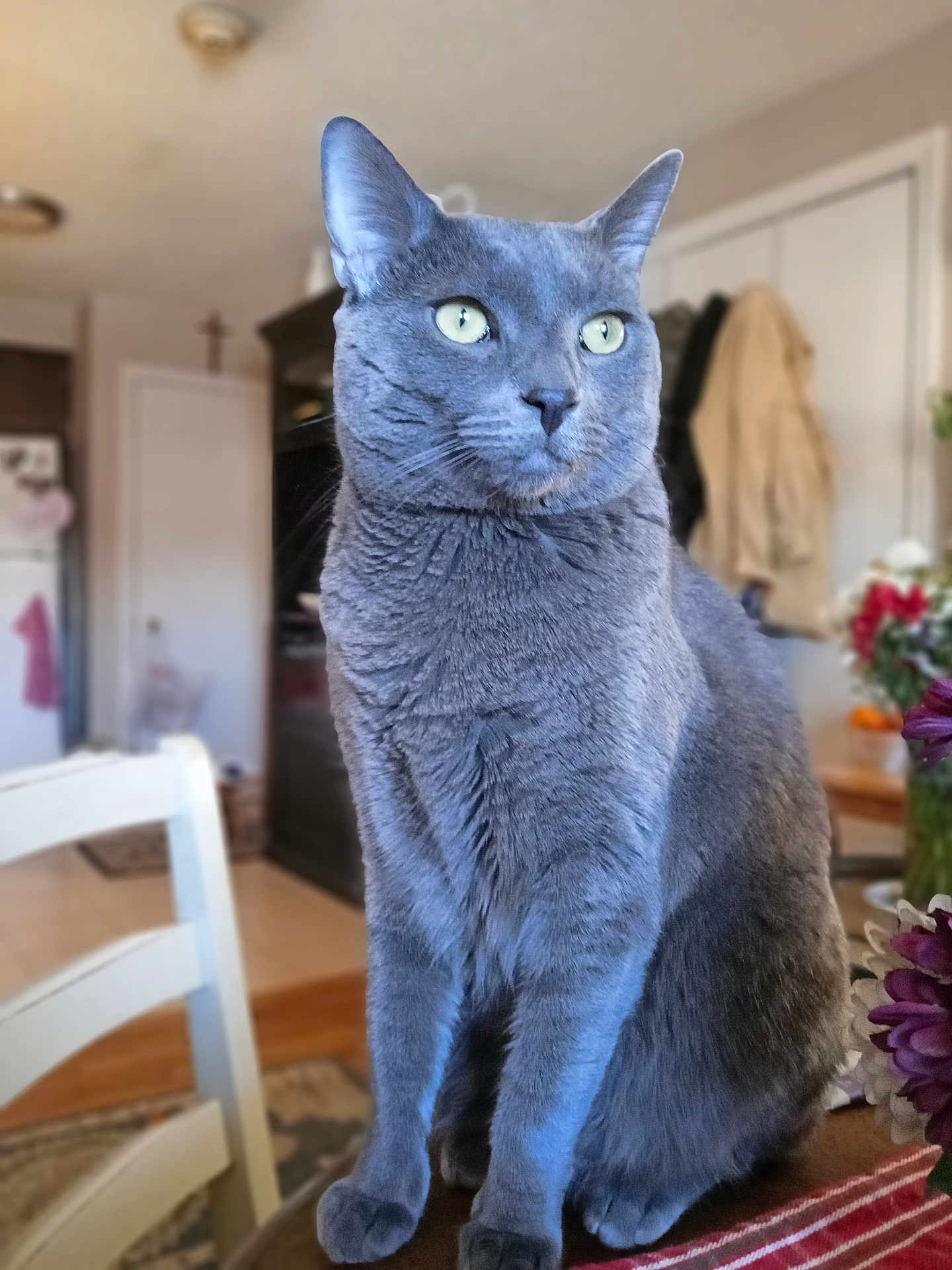 Mr. Bumbles joined the competition — help win amazing prizes! cat, gray_cat, indoor, furniture, table, chair, flowers, domestic_animal, pet, curious, sitting, portrait, feline, whiskers, ears, eyes, soft_light, home, cozy, blurred_background