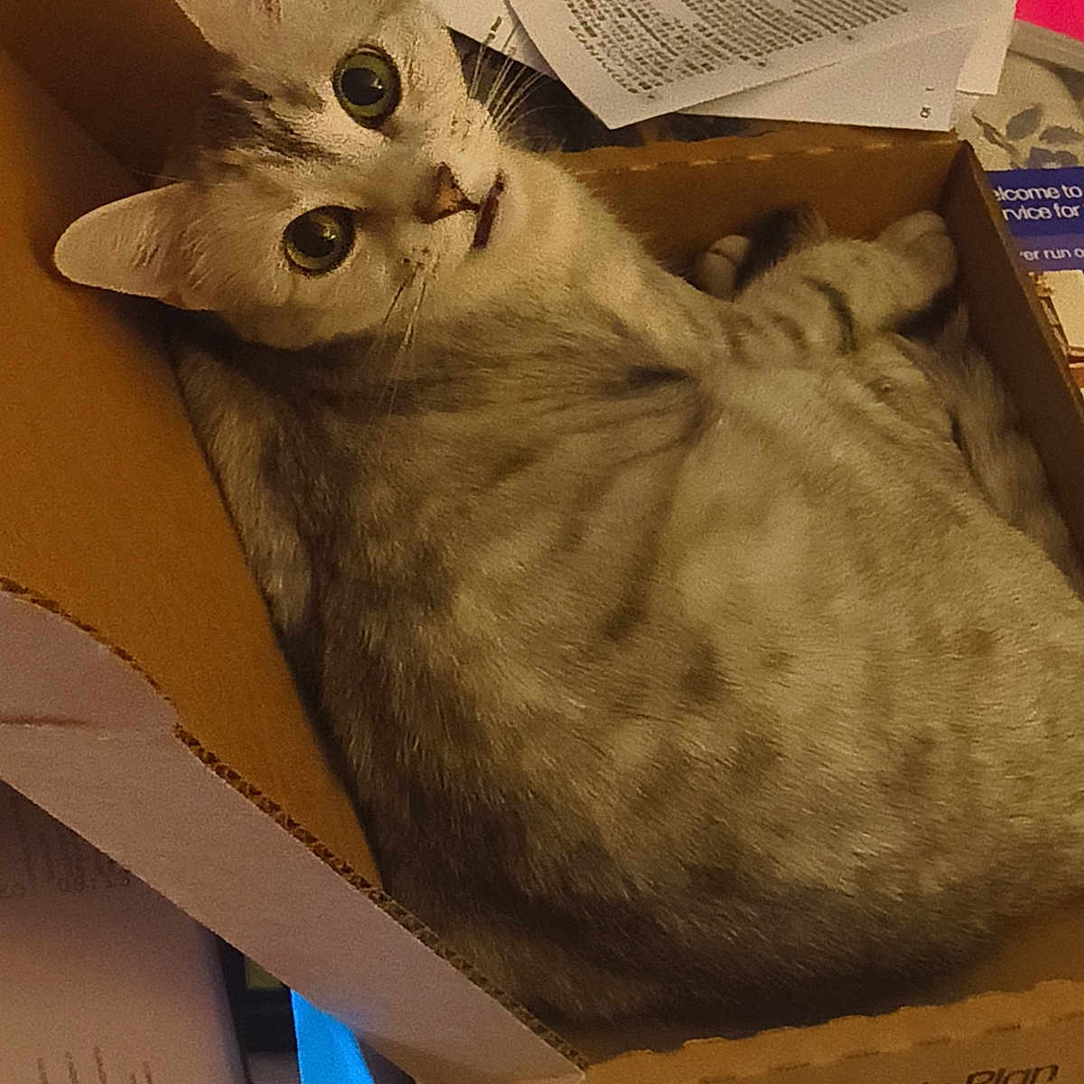 Photographers Names Support Deek in Cat Photo Contest - Cash