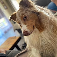 Crispy a rejoint le concours — aidez-le/la à gagner de superbes lots ! animal, australian_shepherd, blurred_background, brown, close_up, companion, couch, dog, domestic_animal, fur, furniture, indoor, living_room, person, pet, phone, portrait, seated, table, white