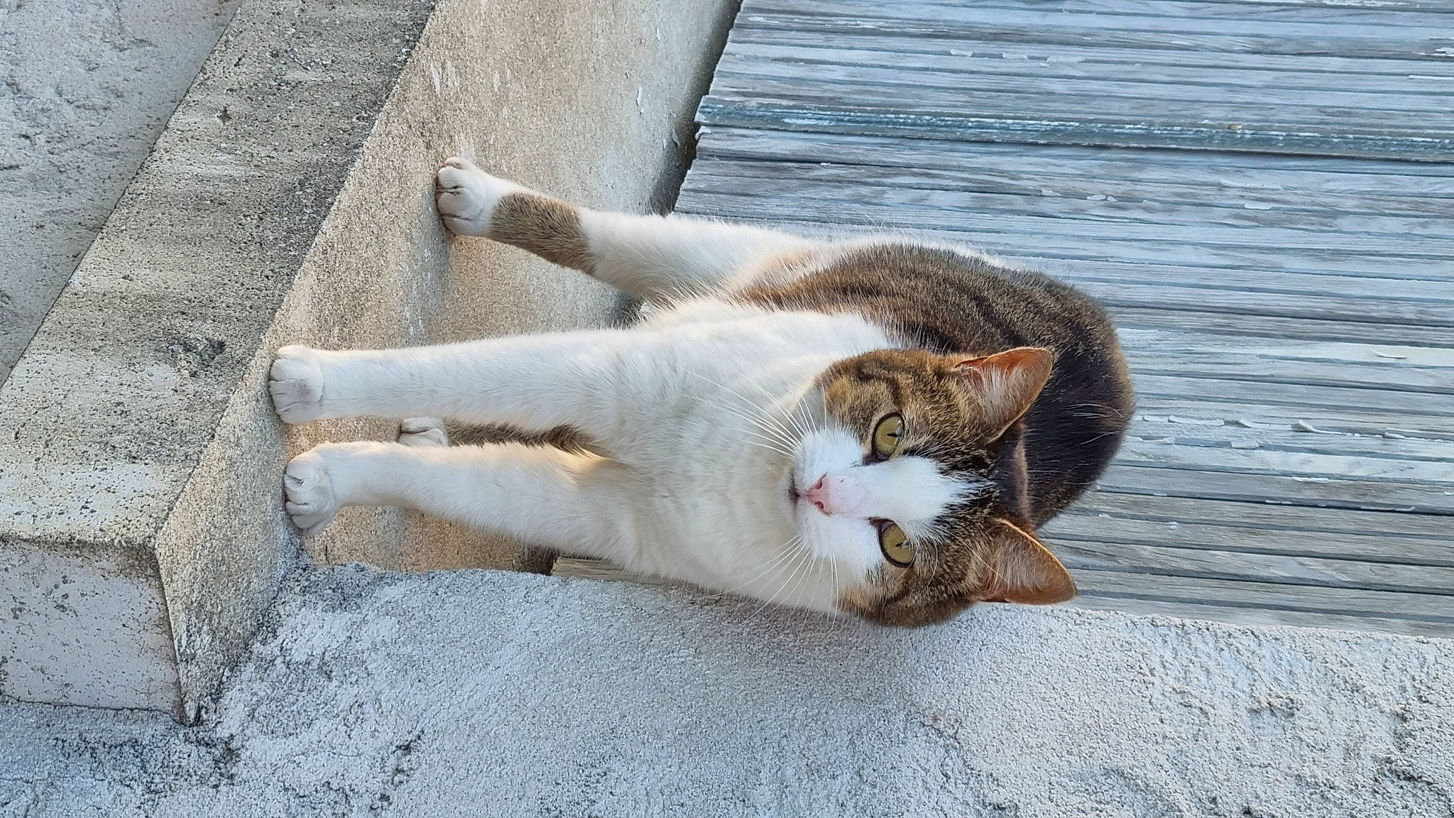 Milie a rejoint le concours — aidez-le/la à gagner de superbes lots ! canidae, carnivore, cat, claw, domestic_short_haired_cat, eye, fawn, felidae, foot, fur, human_leg, paw, road_surface, small_to_medium_sized_cats, snout, tail, terrestrial_animal, tree, whiskers, wood