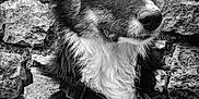 Phényx a rejoint le concours — aidez-le/la à gagner de superbes lots ! dog, black_and_white, portrait, fur, ears, animal, pet, canine, collar, harness, stone_wall, texture, outdoor, closeup, profile, whiskers, alert, sitting, muzzle, eyes