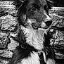 dog, black_and_white, portrait, fur, ears, animal, pet, canine, collar, harness, stone_wall, texture, outdoor, closeup, profile, whiskers, alert, sitting, muzzle, eyes