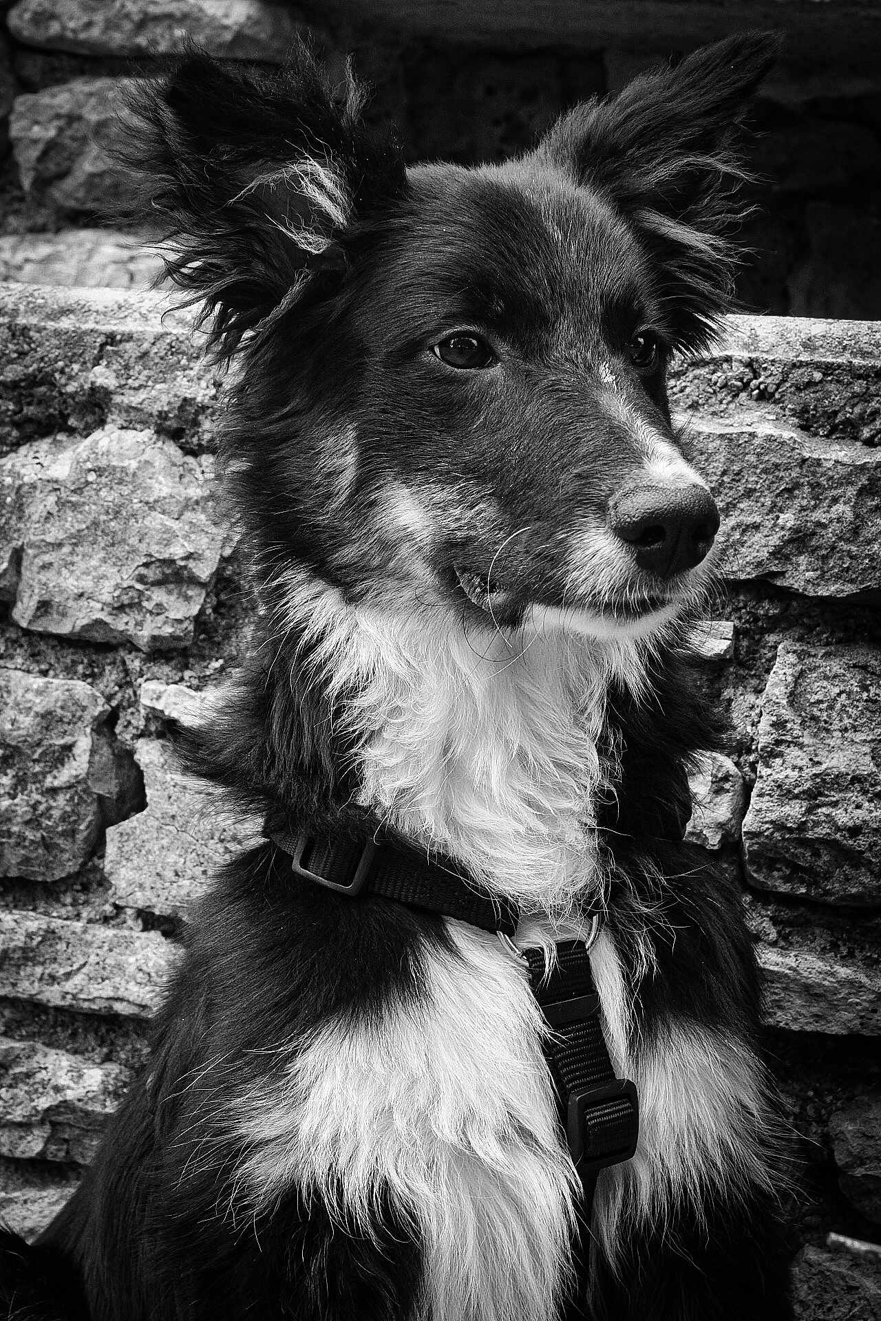 Phényx a rejoint le concours — aidez-le/la à gagner de superbes lots ! dog, black_and_white, portrait, fur, ears, animal, pet, canine, collar, harness, stone_wall, texture, outdoor, closeup, profile, whiskers, alert, sitting, muzzle, eyes