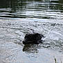 Phényx participe au concours pour gagner de l'argent avec cette photo : dog, water, splash, pond, animal, black_dog, swimming, nature, outdoor, ripples, wet, playful, canine, reflection, lake, summer, motion, grass, lake_shore, water_droplets