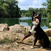 Phényx a rejoint le concours — aidez-le/la à gagner de superbes lots ! dog, animal, outdoor, river, rocks, nature, water, trees, sky, grass, tongue_out, sunny, happy, pet, canine, forest, daylight, mammal, sitting, landscape