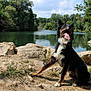 dog, animal, outdoor, river, rocks, nature, water, trees, sky, grass, tongue_out, sunny, happy, pet, canine, forest, daylight, mammal, sitting, landscape