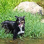 Phényx participe au concours pour gagner de l'argent avec cette photo : dog, water, grass, rocks, outdoor, nature, animal, canine, black, white, tongue_out, wet, pond, sunny, happy, summer, playful, pet, mammal, environment