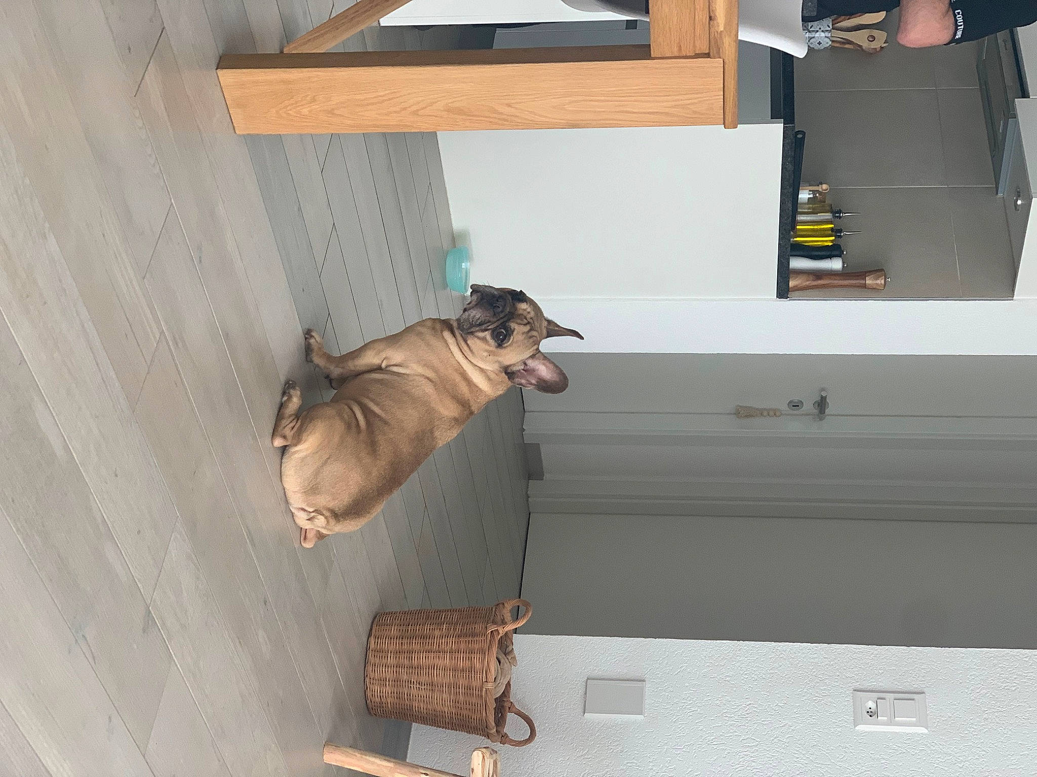 Baloo a rejoint le concours — aidez-le/la à gagner de superbes lots ! ceiling, comfort, door, floor, flooring, hardwood, house, machine, plywood, room, shelving, wood