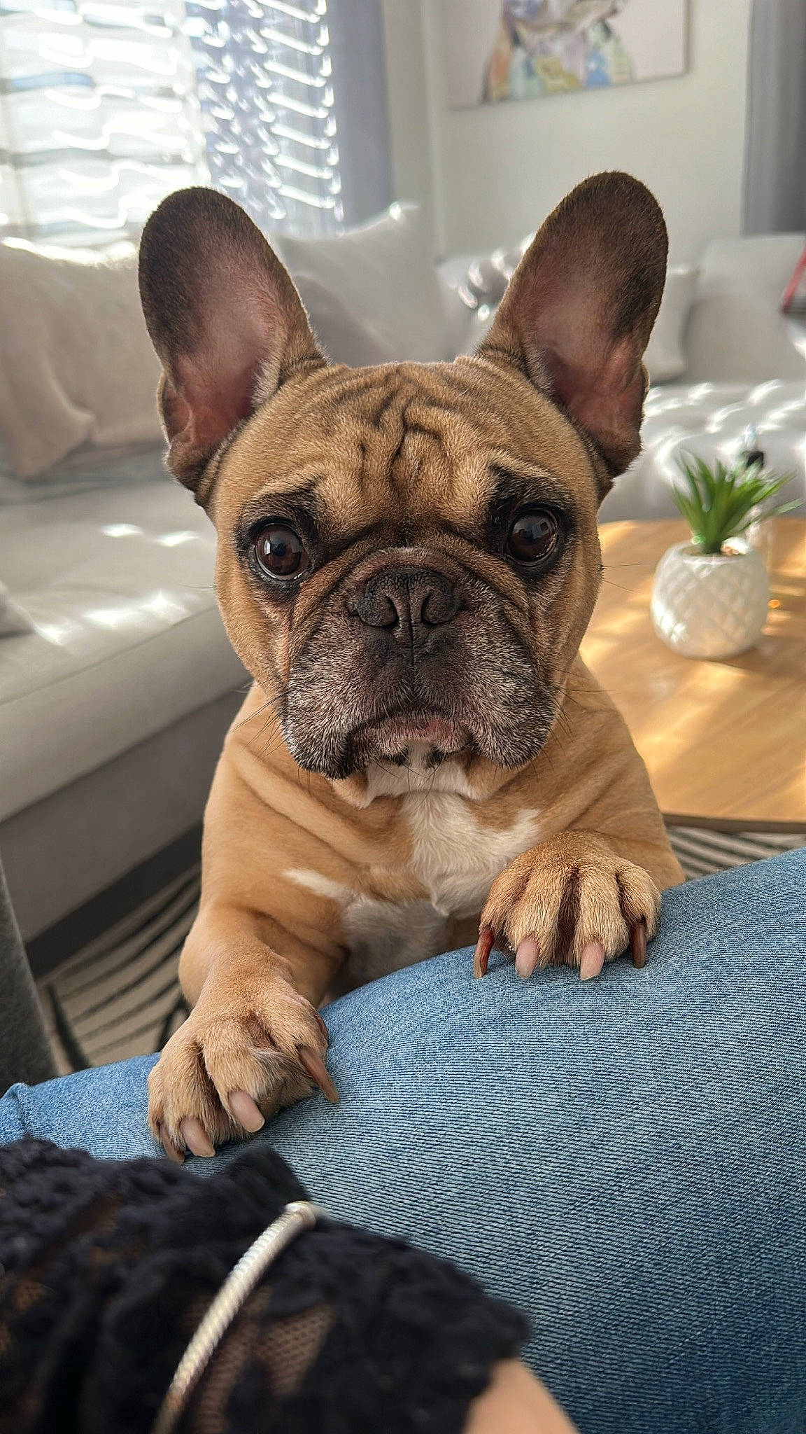 Baloo participe au concours pour gagner de l'argent avec cette photo : bulldog, carnivore, comfort, companion_dog, dog, dog_breed, ear, fawn, flowerpot, french_bulldog, houseplant, plant, snout, sporting_group, tableware, terrestrial_animal, toy_dog, whiskers, working_animal, wrinkle
