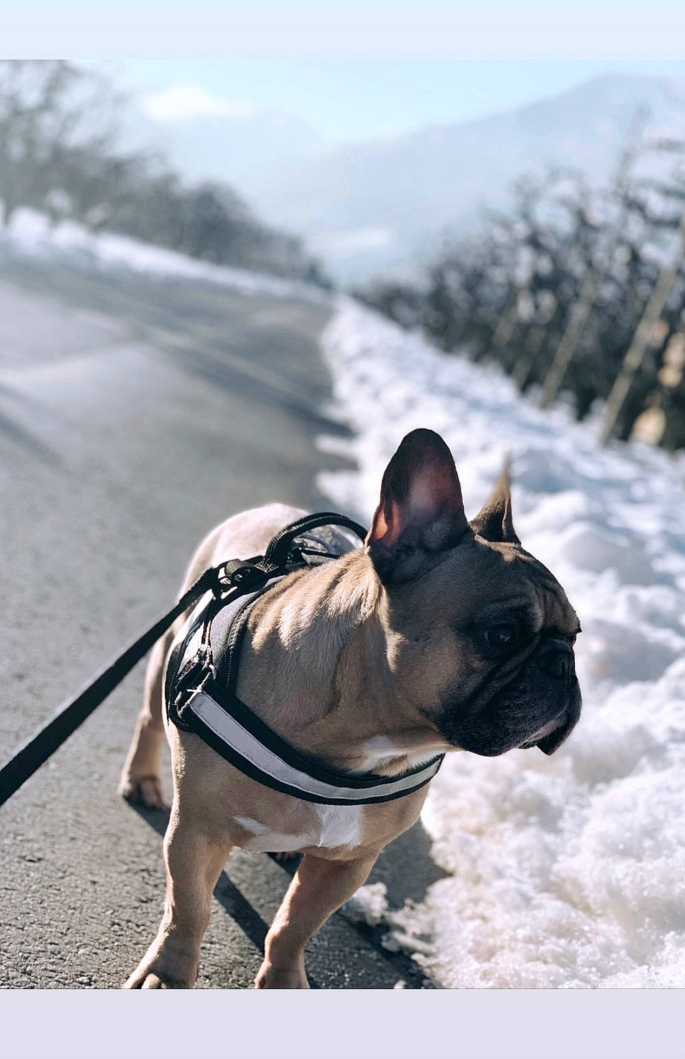 Baloo participe au concours pour gagner de l'argent avec cette photo : bulldog, carnivore, collar, companion_dog, dog, dog_breed, dog_clothes, dog_collar, dog_supply, fawn, french_bulldog, grass, leash, pet_supply, sky, snout, snow, toy_dog, tree, working_animal