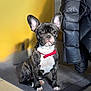 dog, french_bulldog, puppy, indoor, yellow_wall, gray_mat, red_bow_tie, brindle_coat, pet, cute, attentive, black_jacket, floor_tiles, young_dog, sitting, domestic, companion, animal, portrait, natural_light