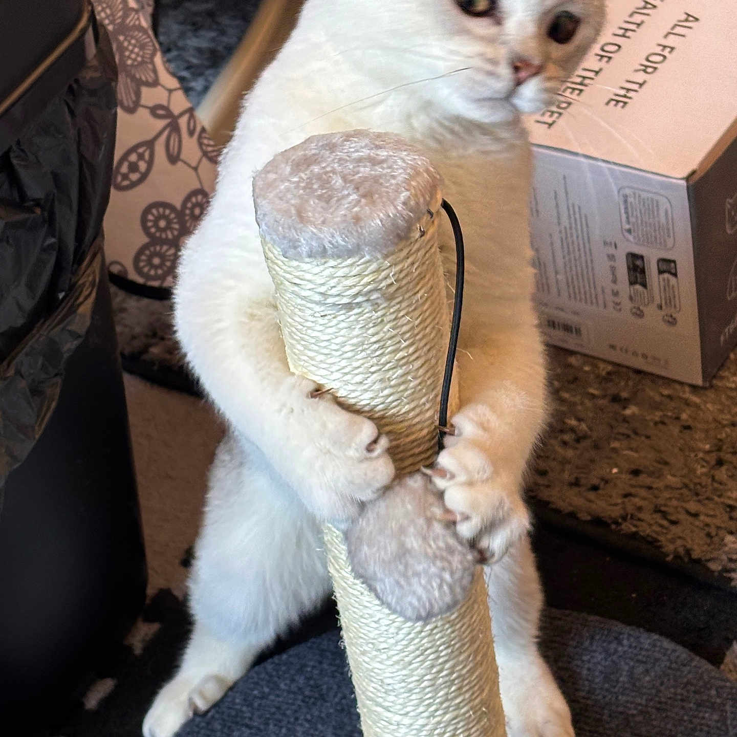 Diabinho a rejoint le concours — aidez-le/la à gagner de superbes lots ! animal, background, box, carpet, cat, claws, close_up, curious, fur, furniture, home, indoor, paws, pet, playful, scratching_post, standing, toy, white_cat, wide_eyes