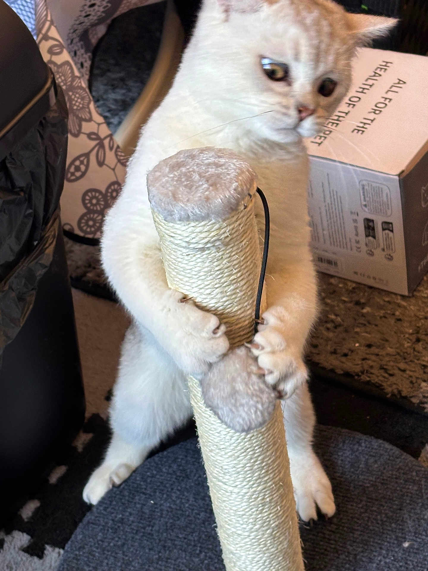 Diabinho a rejoint le concours — aidez-le/la à gagner de superbes lots ! cat, white_cat, scratching_post, indoor, carpet, box, pet, furniture, curious, wide_eyes, claws, paws, standing, fur, animal, close_up, home, background, toy, playful