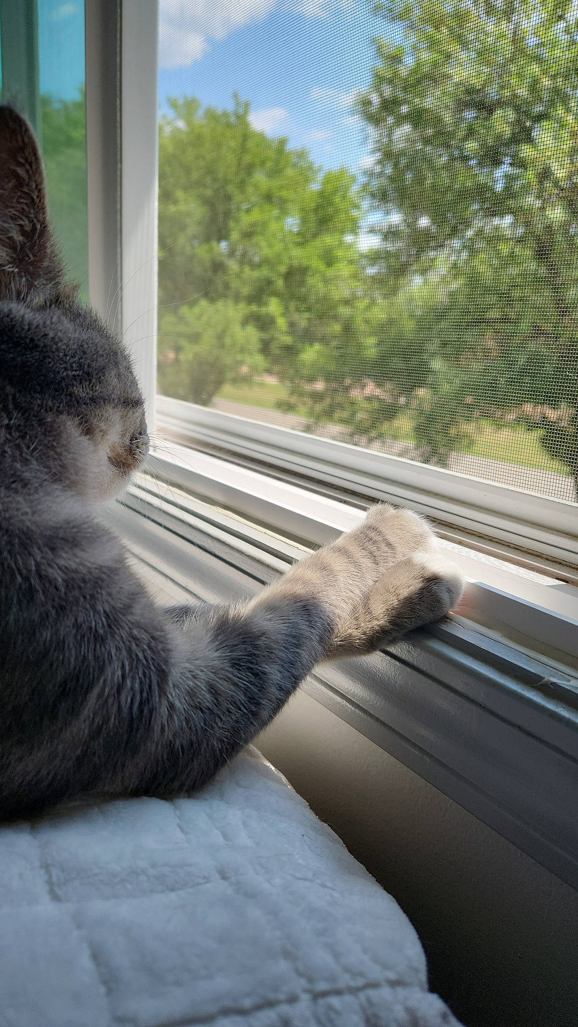 Malachi joined the competition — help win amazing prizes! automotive_window_part, carnivore, cat, comfort, domestic_short_haired_cat, felidae, fur, glass, grass, plant, small_to_medium_sized_cats, snout, sunlight, tail, tints_and_shades, tree, whiskers, window, windshield, wood