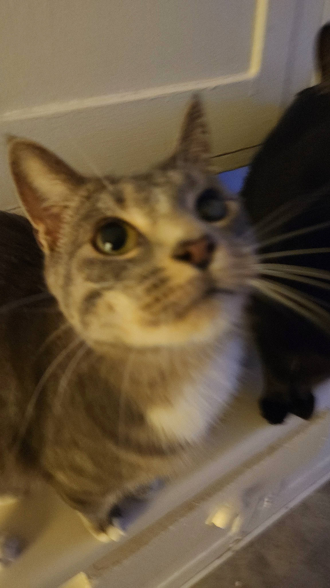 Malachi joined the competition — help win amazing prizes! animal_shelter, carnivore, cat, domestic_short_haired_cat, felidae, fur, pet_supply, small_to_medium_sized_cats, snout, whiskers