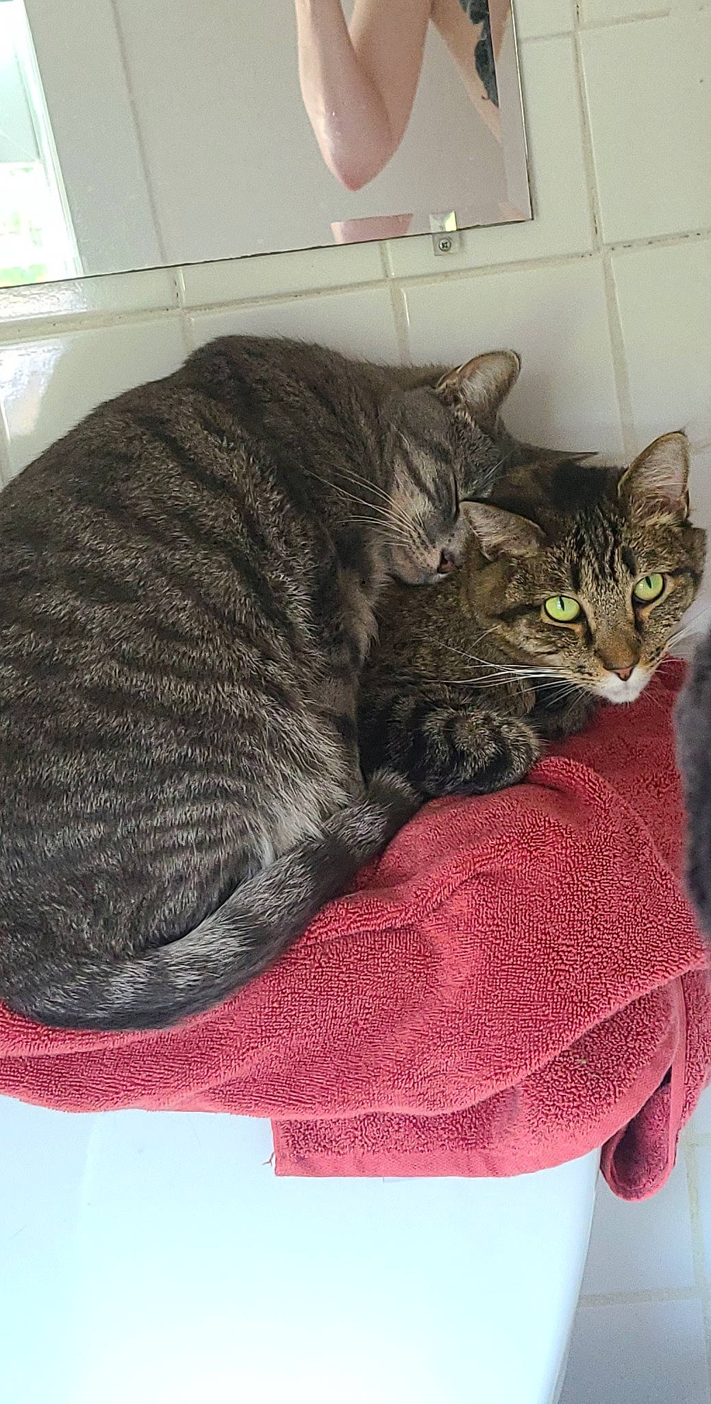 Malachi joined the competition — help win amazing prizes! carnivore, cat, cat_supply, comfort, domestic_short_haired_cat, felidae, fur, grey, sitting, small_to_medium_sized_cats, snout, tail, terrestrial_animal, whiskers