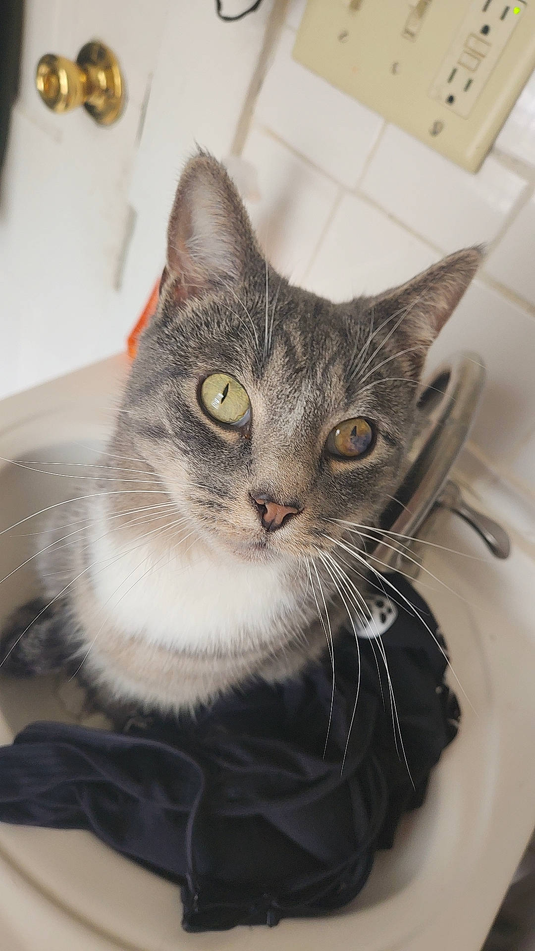 Malachi is registered to the contest to win money with this photo: carnivore, cat, claw, domestic_short_haired_cat, door, felidae, fur, paw, small_to_medium_sized_cats, snout, tail, wall_plate, whiskers, window