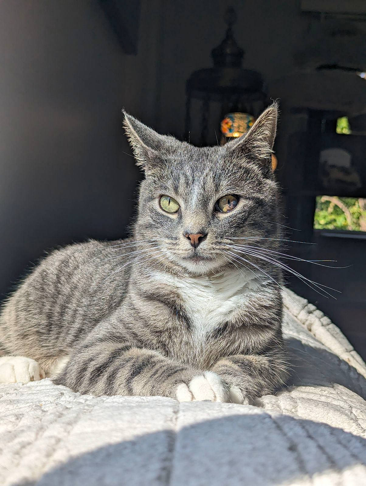 Malachi is registered to the contest to win money with this photo: carnivore, cat, domestic_short_haired_cat, felidae, fur, grey, paw, sitting, small_to_medium_sized_cats, snout, terrestrial_animal, whiskers, wildlife